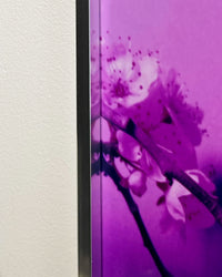 Dream Blossom XXXVII, 2025