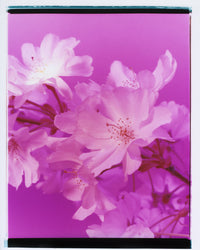 Dream Blossom XXXVIII, 2026 | Open Edition