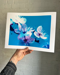 Dream Blossom | Belfast Displaced Families Fundraiser