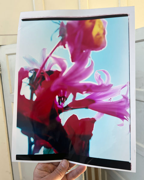 Dream Meadow LXII, 2025