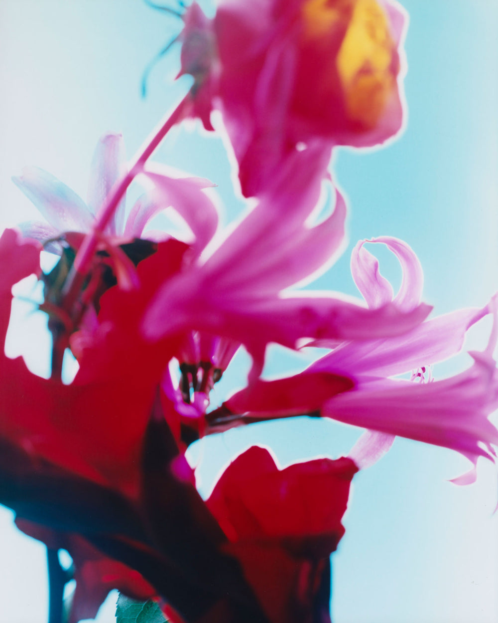 Dream Meadow LXII, 2025