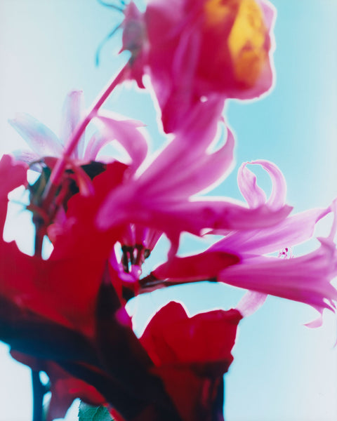 Dream Meadow LXII, 2025