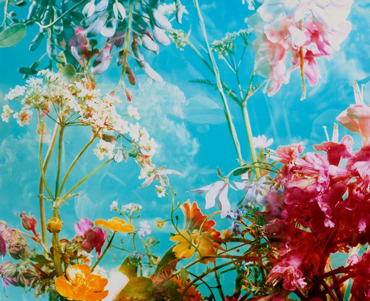 The Brighter The Flowers, The Fiercer The Town. Seen Fifteen