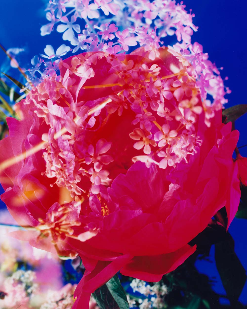 The Brighter The Flowers, The Fiercer The Town. Seen Fifteen