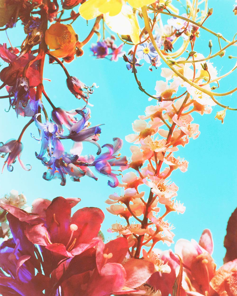 The Brighter The Flowers, The Fiercer The Town. Seen Fifteen