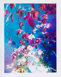 Dream Meadow XXVII (2), 2021