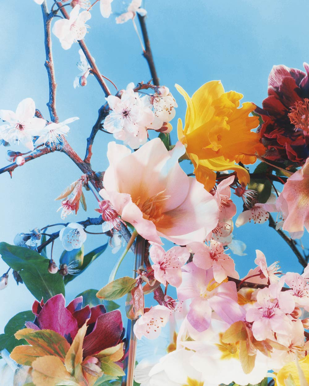 The Brighter The Flowers, The Fiercer The Town. Seen Fifteen