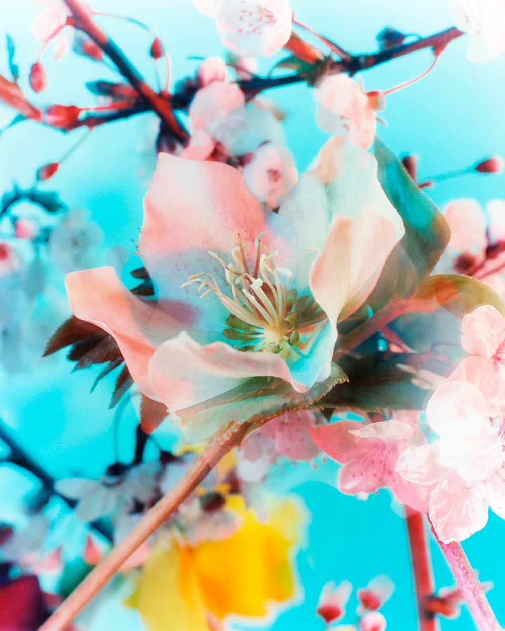 The Brighter The Flowers, The Fiercer The Town. Seen Fifteen