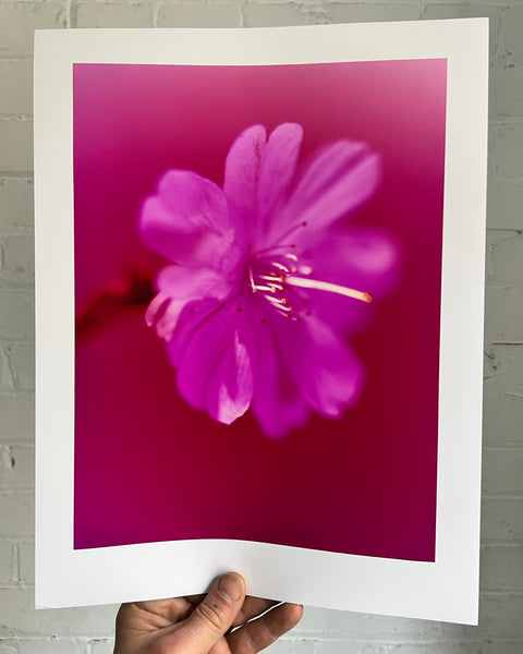 Dream Blossom XXXIII, 2024