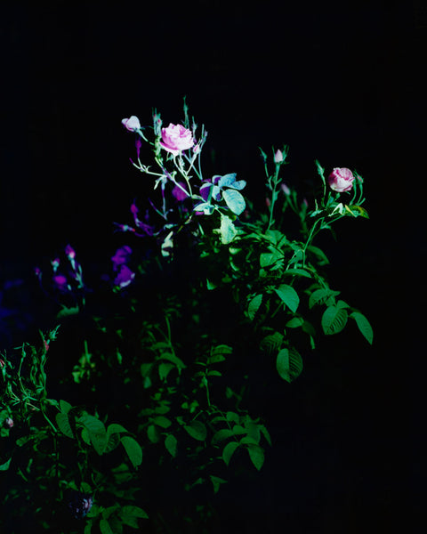 Night Flower, (Christian Dior's rose garden), Château de La Colle Noire, France, 2018