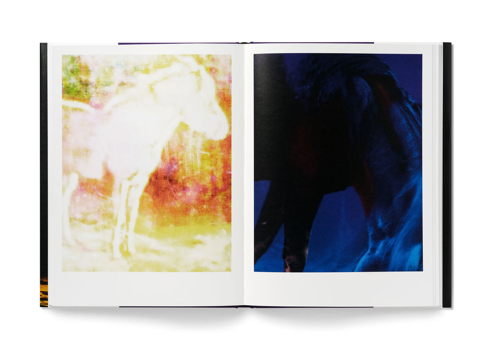 The Horses - Collectors Edition with 10 x 8 inch limited edition print