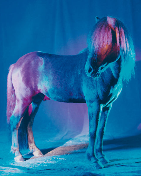 untitled XXVI, 2022 | The Horses | Framed