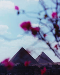 Pyramid Blossom, 2025
