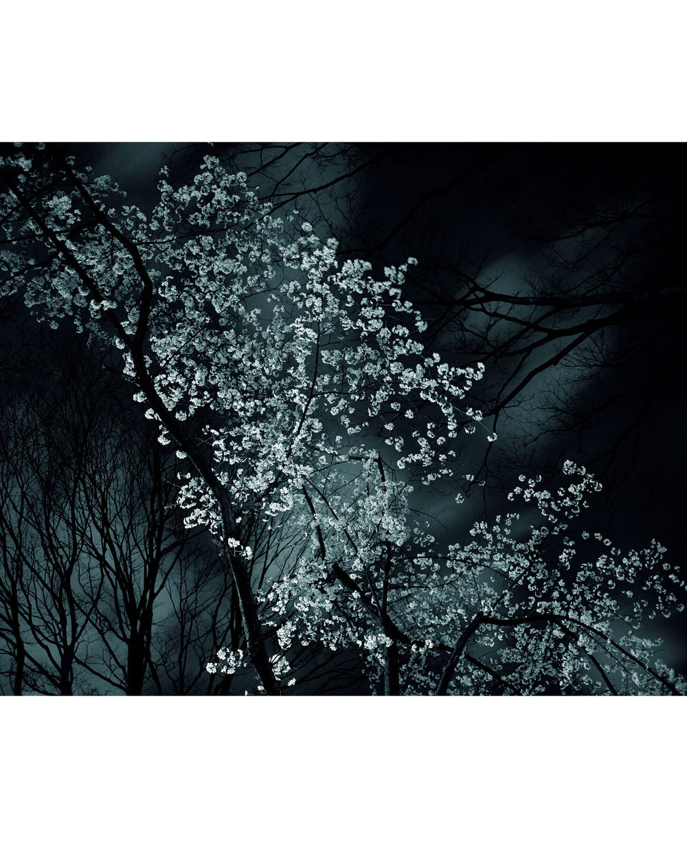 Night Flower (Tokyo IV), 2007