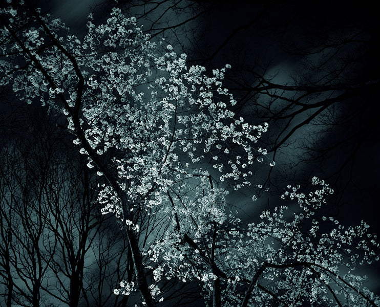 Night Flower (Tokyo IV), 2007