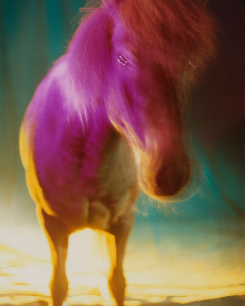 untitled IV | The Horses