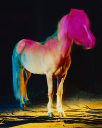 untitled XXII, 2022 | The Horses